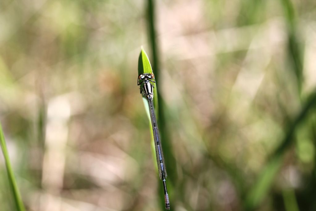 Platycnemis pennipes? no, Coenagrion cfr. puella